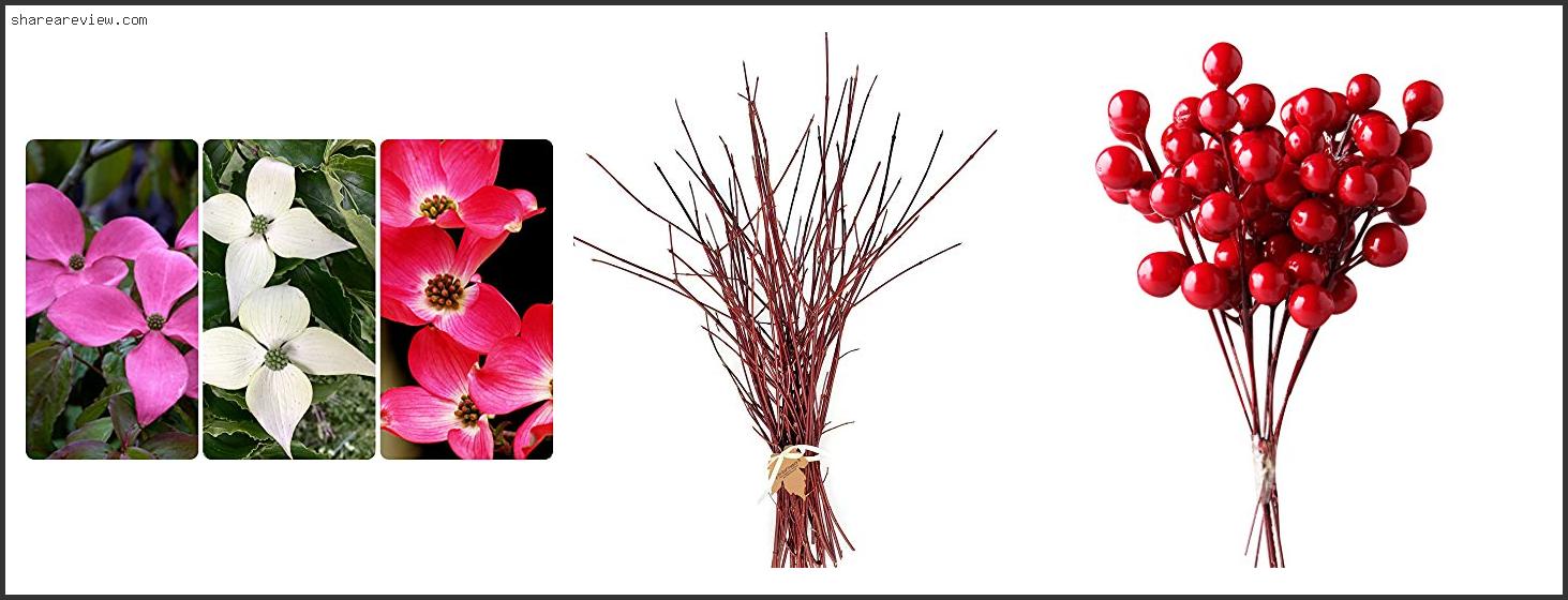 Top 10 Best Dwarf Red Twig Dogwood Reviews & Buying Guide In 2022