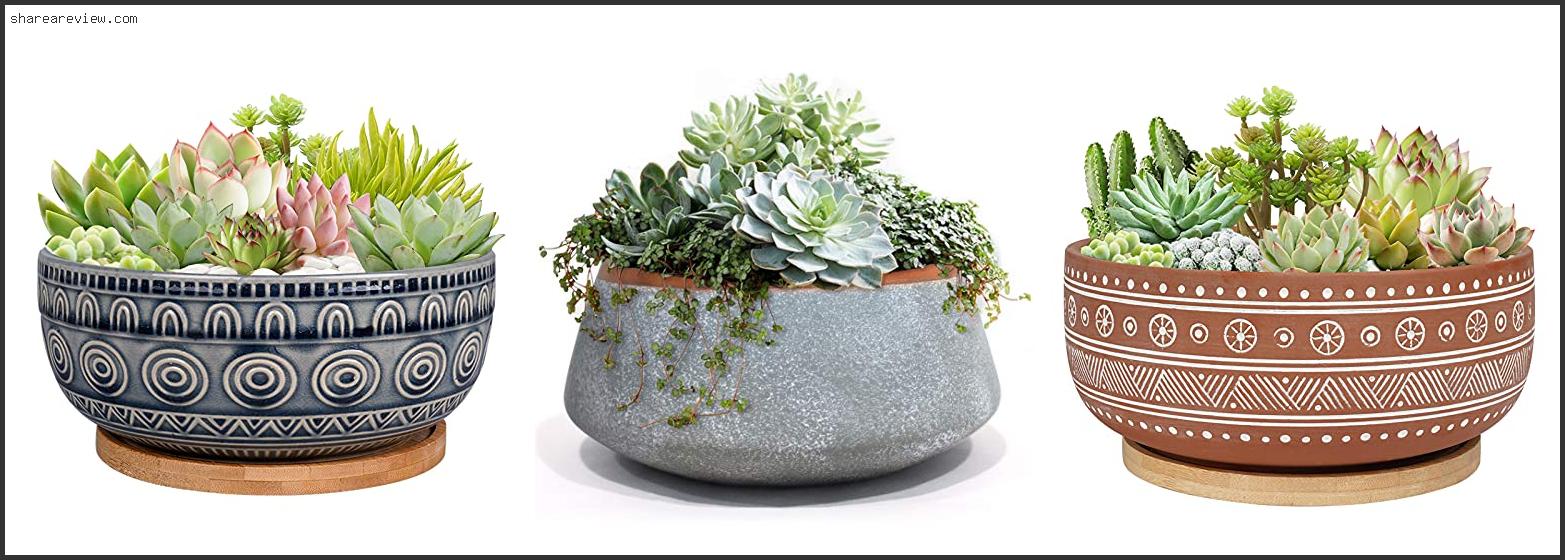 Top 10 Best Indoor Plants For Shallow Pots Reviews & Buying Guide In 2022