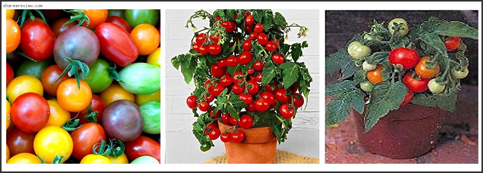 Top 10 Best Tasting Micro Dwarf Tomato Reviews & Buying Guide In 2022