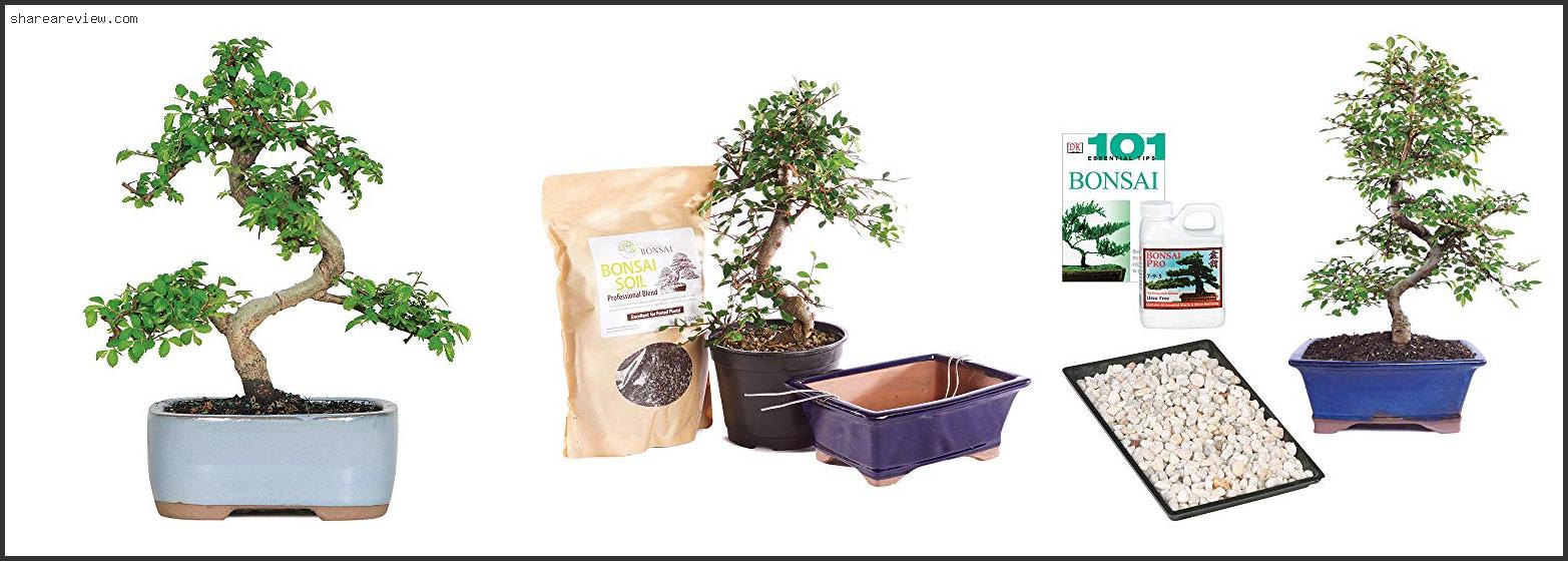 Top 10 Best Soil For Chinese Elm Bonsai Reviews & Buying Guide In 2022