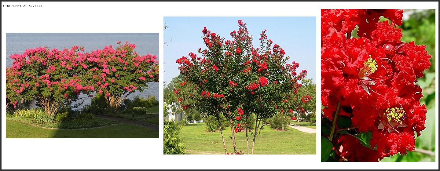 Top 10 Best Red Crepe Myrtle Reviews & Buying Guide In 2022