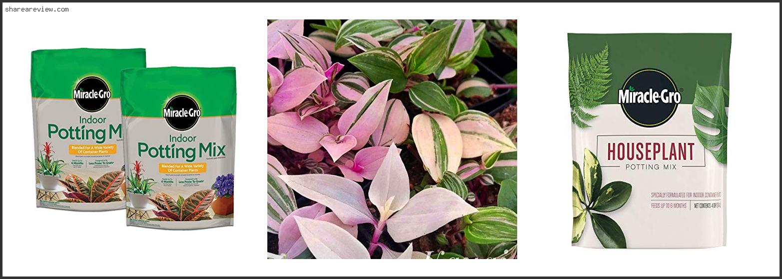 Top 10 Best Soil For Pink Princess Philodendron Reviews & Buying Guide In 2022