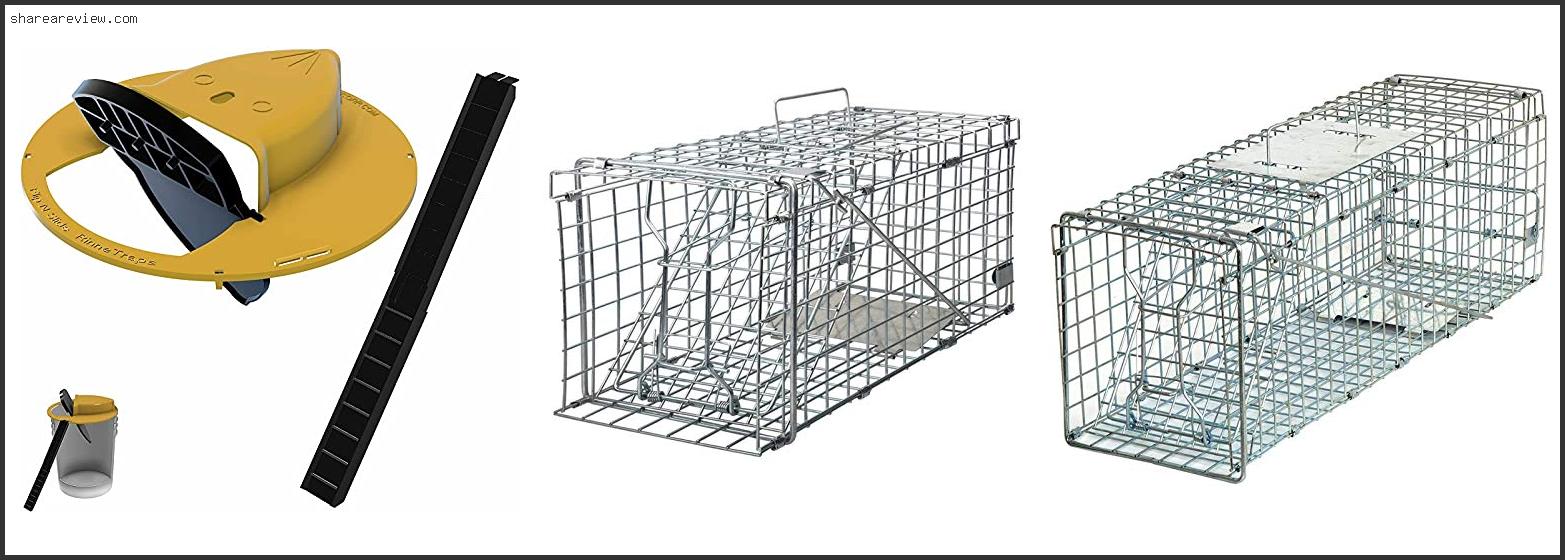 Top 10 Best Bait To Live Trap Rabbits Reviews & Buying Guide In 2022